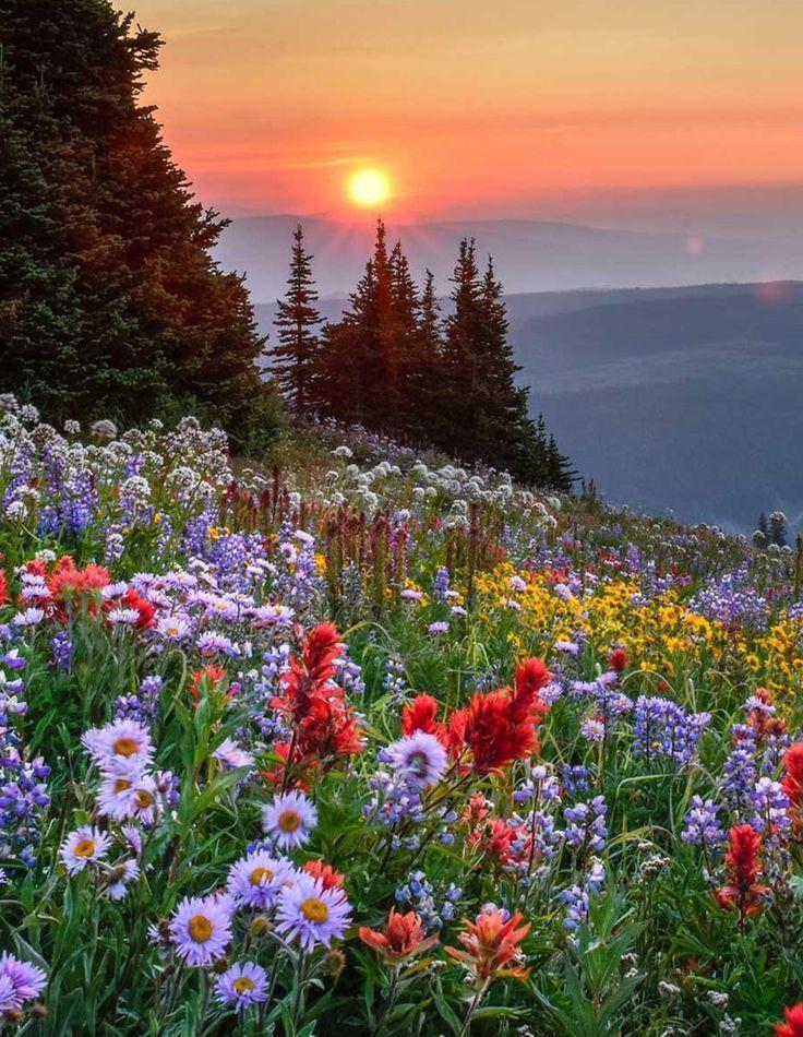Gentle Whisperings of Pastel Flora